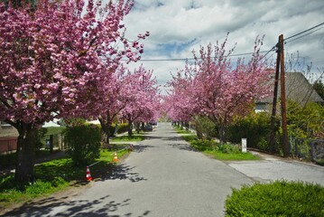 Cherry Blossom on the streets in morning light. Flowering sakura trees along the road in the...