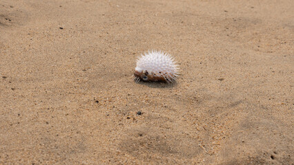pufferfish on sand. pufferfish exotic animal, seafood od pufferfish. photo of pufferfish