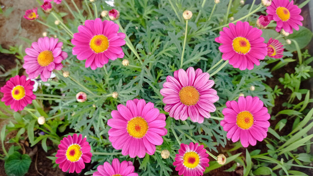 fondo con margaritas de colores en primavera