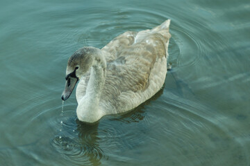 Young mute swan © Waclaw