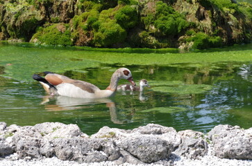 gęś egipska © Waclaw