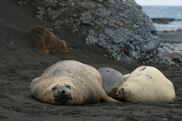 Elephant seals sleeping on the beach
