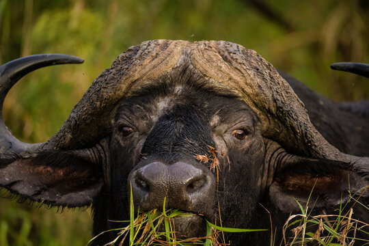 Close up image of a Cape buffalo bull in a national park in South Africa
