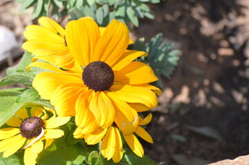 yellow flowers in the garden