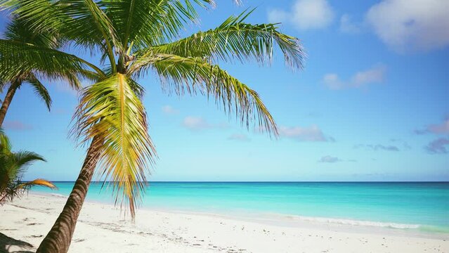 Green palm tree on empty white beach of tropical island against blue sky with white clouds and turquoise ocean on a sunny day. The perfect natural setting for a luxury summer holiday in the Maldives.