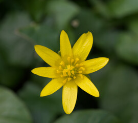 Beautiful close-up of a ficaria verna flower