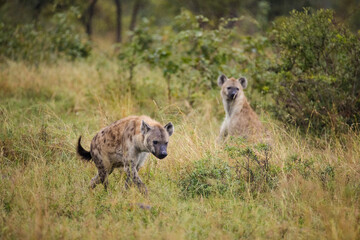 Close up image of a Spotted Hyena in the Greater Kruger park in Mpumalanga in South Africa.