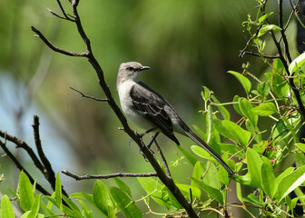 Mockingbird in Honeymoon Island State Park, Florida