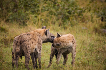 Close up image of a Spotted Hyena in the Greater Kruger park in Mpumalanga in South Africa.