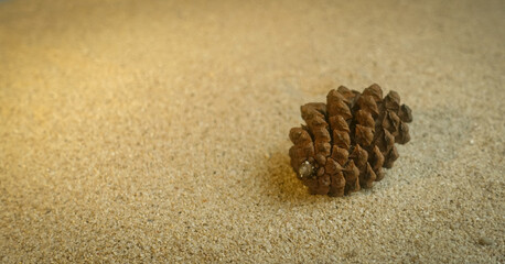 Fototapeta na wymiar close up of pine cone on the sand