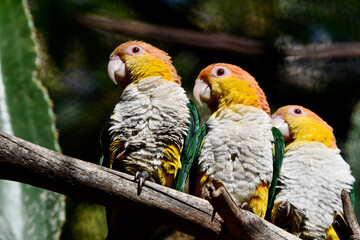red and yellow macaw