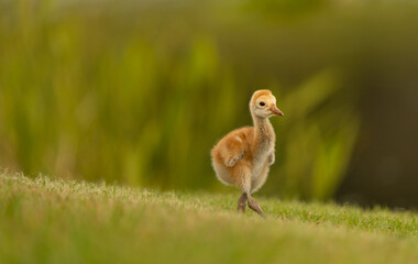 Sandhill crane colt