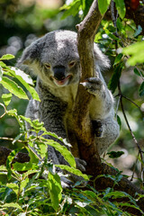 koala smile in a tree