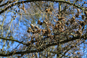Larch cones in spring against the blue sky.