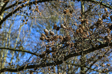 Larch cones in spring against the blue sky.