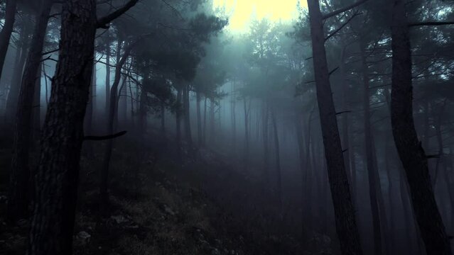 mystical pine forest on the mountainside in a misty haze is very beautiful and atmospheric