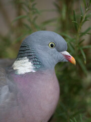 Close up of a dove, bird near rosemary bush, used as illustration reference