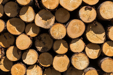 Freshly cut tree logs