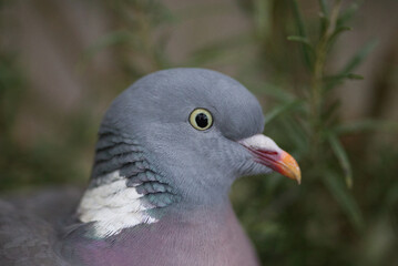 Close up of a pigeon resting under a bush, illustration reference
