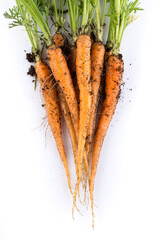 freshly picked carrots