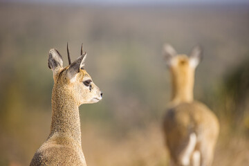 Close up image of Klipspringer in the Greater Kruger park in South Africa