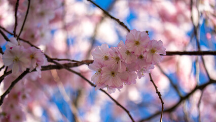 Kirschblüte vor blauem Himmel und noch mehr Blüte