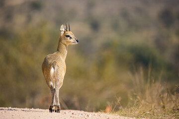 Close up image of Klipspringer in the Greater Kruger park in South Africa