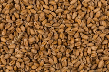 whole background of wheat grain