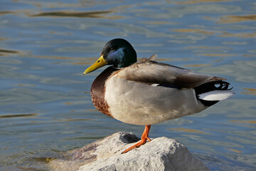 a mallard duck in the lake. Anas platyrhynchos
