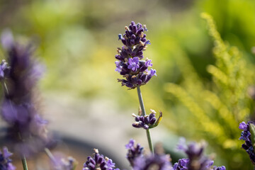Einzelner Lavendelast