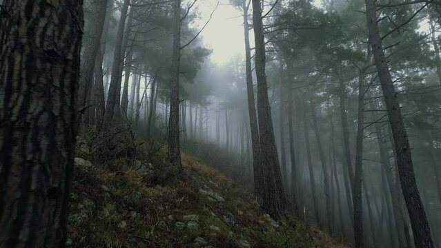 mystical pine forest on the mountainside in a misty haze is very beautiful and atmospheric