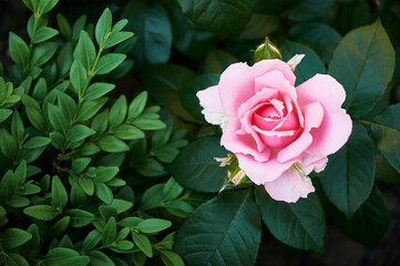 Pink rose close-up in summer in the garden. Beautiful floral background. Valentine's day and holidays. Love and tenderness