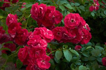 Large bush with many red roses close-up. Beautiful floral background.