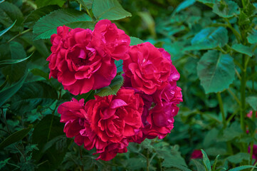 Large bush with many red roses close-up. Beautiful floral background.