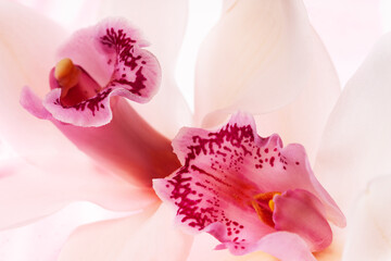 Macro portrait of two orchid flowers