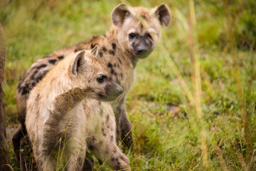 Close up image of a Spotted Hyena in the Greater Kruger park in Mpumalanga in South Africa.
