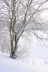 Winter landscape the frozen shores of Jonsvatnet lake near Trondheim, Norway., Europe	