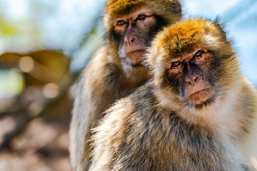 Barbary Macaque (Macaca Sylvanus) apes. Gibraltar, United Kingdom. Selective focus