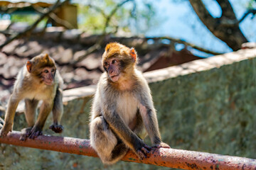 Barbary Macaque (Macaca Sylvanus) apes. Gibraltar, United Kingdom. Selective focus
