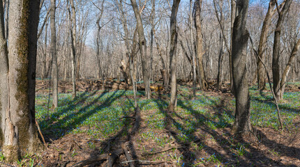 Scilla blooming in the spring wild forest, on a sunny morning