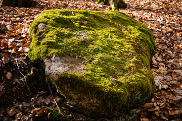 Green moss on rock