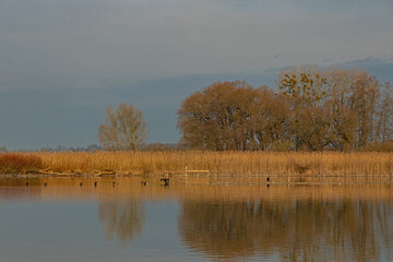 nature reserve at Chiemsee lake with water birds