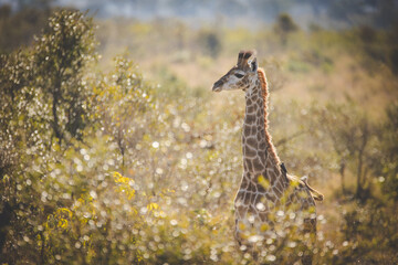 Close up image of a Giraffe in a national park in South Africa