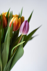 tulpis, spring time