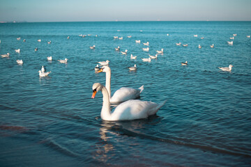 A pair of white swans swim in the sea with seagulls. Sunny weather at sea.