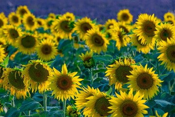 Provence summer time, lavender and sunflowers 