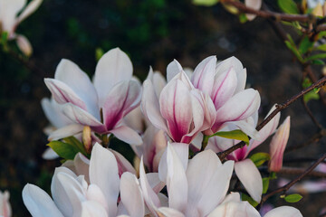 Close up beautiful white and pink magnolia flowers - blooming bush growing in a garden
