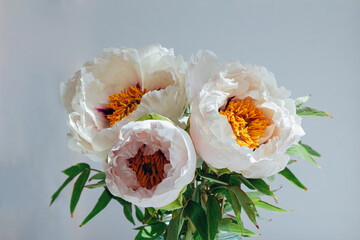 Beautiful white peony suffruticosa or tree peonies flowers bouquet with water drops on petals on a white background.