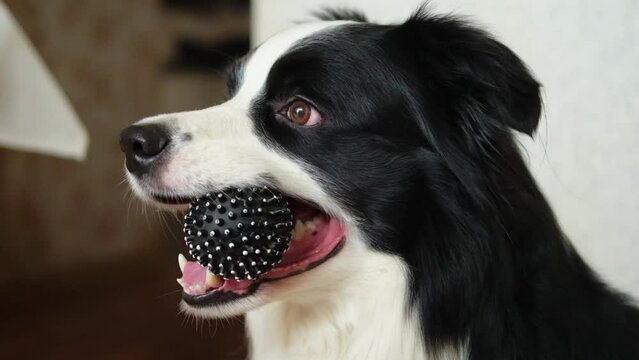 Pet activity. Funny puppy dog border collie holding toy ball in mouth at home indoors. Purebred pet dog wants to playing with owner. Love for pets friendship companion concept