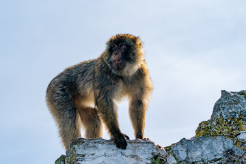Barbary Macaque (Macaca Sylvanus) ape. Gibraltar, United Kingdom. Selective focus
